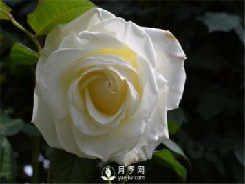 3月份月季花栽培與管理方法你知道嗎？