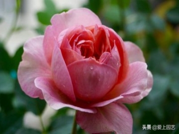 推薦3個(gè)優(yōu)秀的冷門月季品種，也許還在誰的花園里爭美
