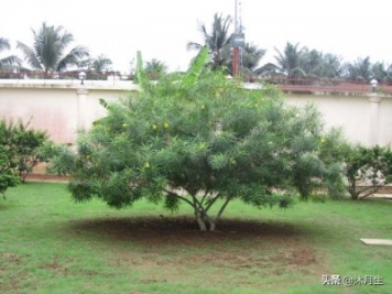 園林綠化是國家戰(zhàn)略，利潤很高，了解行業(yè)標(biāo)準(zhǔn)財富滾滾來