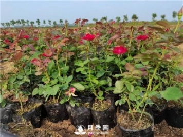 怎樣使盆栽月季花開不斷？