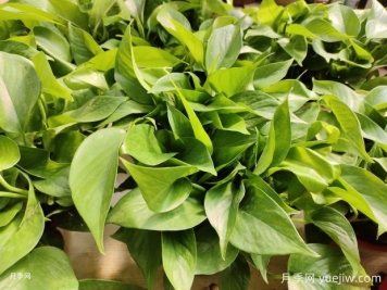 十大最好養(yǎng)的花是什么？
