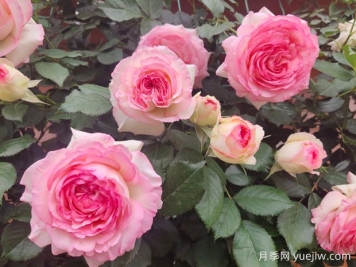 薔薇和月季怎么區(qū)分？