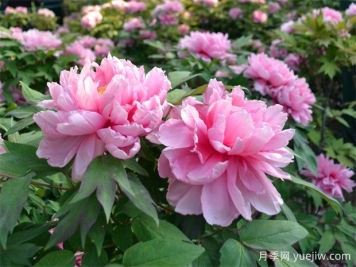 中國十大傳統(tǒng)名花