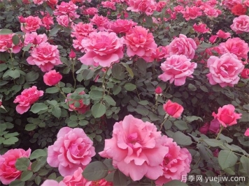 月季花介紹和月季花種類