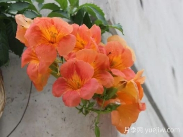 炮仗花和凌霄花的區(qū)別