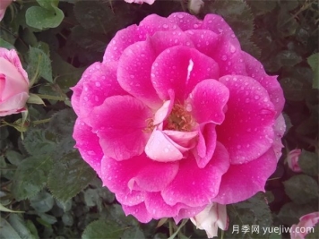 6種花，四季開花不停，堪稱開花機(jī)器