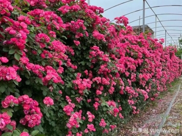 五種高顏值爬藤花，生長迅速，輕松打造美麗花墻