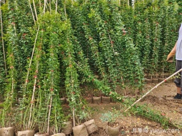 春季花卉苗木不同種類的修剪要點