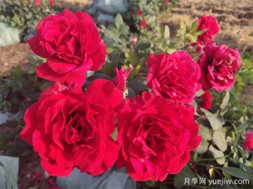 4月份適合種什么花？四月份種什么花好？