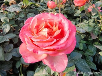 月季花與生活：色彩盛宴，點(diǎn)綴生活美好
