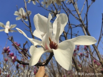 玉蘭花的品種很多，該如何區(qū)分？