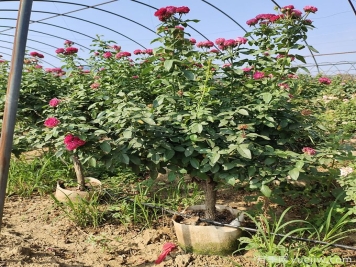 園藝新品，多色歐月薔薇桿樹(shù)狀月季