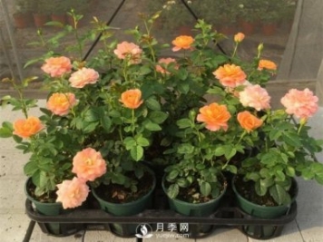 家庭盆栽月季花如何過冬？