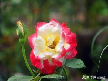 時(shí)光有序，月季無痕