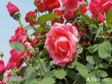 月季之鄉(xiāng)美不勝收！南陽(yáng)月季景觀路觀賞指南，請(qǐng)收好！