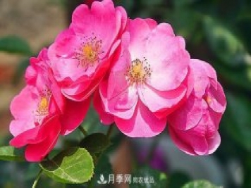 藤本月季有哪些好品種？我推薦這5個(gè)品種