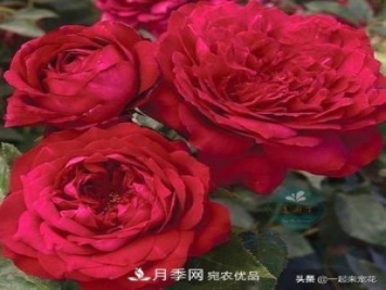10款紅色系月季推薦，款款驚艷