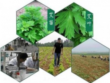 南陽(yáng)艾草根苗種植基地