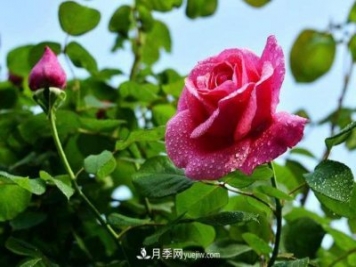 花也分三六九等么？何為一品九命？