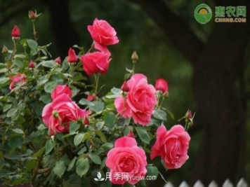 一年四季盛開的花是什么花？盤點十種四季都開花的花