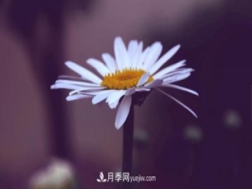 代表希望的花有哪些？推薦六大代表希望的花朵