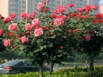 樹狀月季的育苗技術有哪些呢？