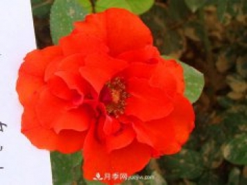 月季花怎么種植？下面講述月季更接地氣的種植方法
