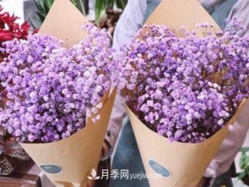 紫色滿天星的花語是什么？紫色滿天星適合送給什么人？