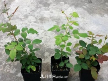 盆栽月季小苗快速發(fā)芽長筍，生根才是唯一重要的