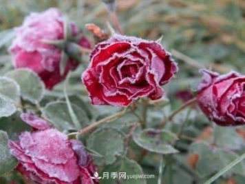 盆栽月季花冬季管理必知，修剪、防凍、防風