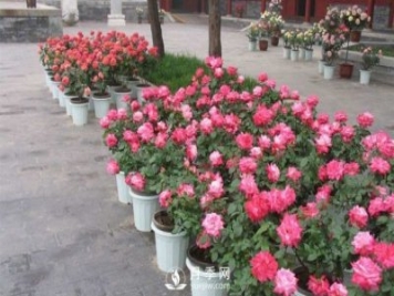 干貨來襲，月季花如何扦插及養(yǎng)護(hù)！