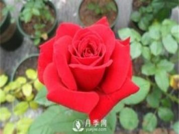 月季水扦插你真的知道嗎？詳細(xì)的水扦教程