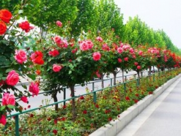 樹(shù)狀月季花在成長(zhǎng)過(guò)程中應(yīng)該如何修剪？