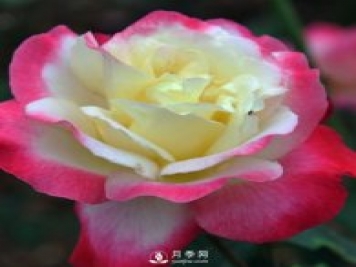 月季扦插有什么技巧？南陽(yáng)月季告訴你