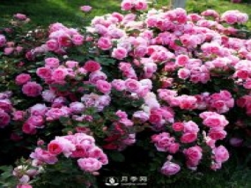 月季的繁殖方式有哪些？南陽(yáng)石橋月季告訴你