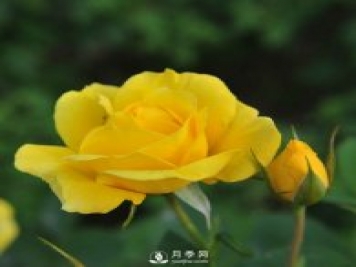 月季栽培需要注意哪些？石橋月季基地告訴你