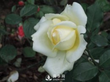 月季大棚培養(yǎng)的預備及定植