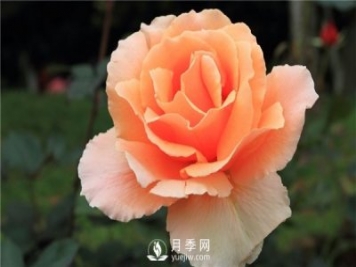 月季花怎么種植，做好這幾點(diǎn)準(zhǔn)沒(méi)錯(cuò)！