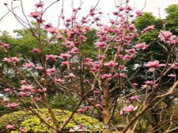 二喬玉蘭花有何作用與功效？