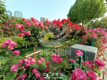 南陽月季樹基地栽培技術(shù)分享