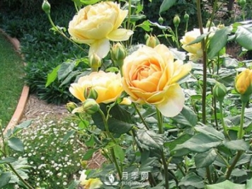 冬季來(lái)臨應(yīng)該如何讓養(yǎng)植盆栽月季樹(shù)？