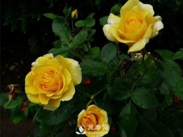 怎么種植月季？有什么栽培要點需要了解的？