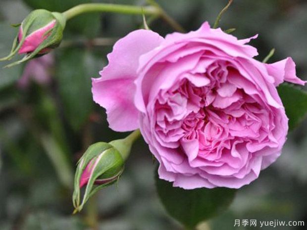 治療天使拉斐爾月季的優(yōu)缺點是什么？(圖1)
