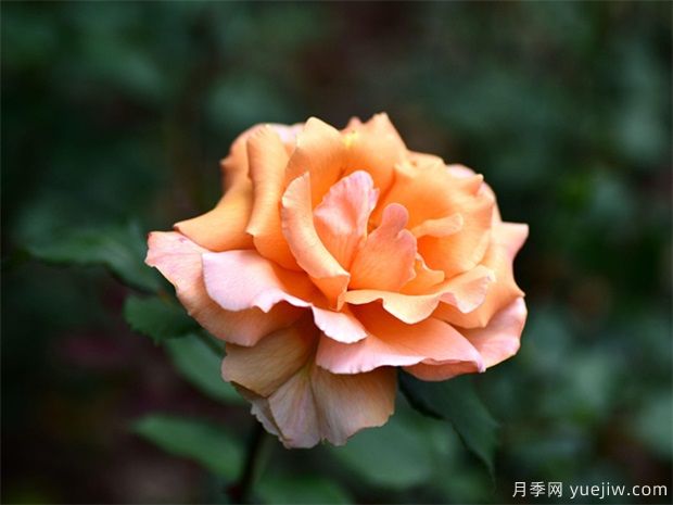 遭遇暴風(fēng)雨襲擊后，月季苗木管理施救措施(圖1)