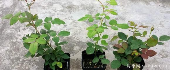 盆栽月季種植過(guò)程中，有幾項(xiàng)日常檢查措施可以了解(圖1)