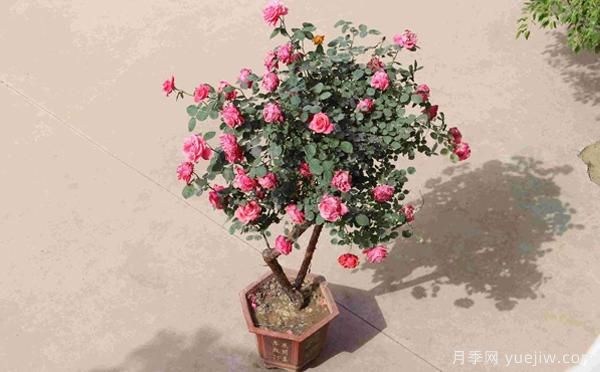 古樁盆栽月季培養(yǎng)，主要的設施需求？來了解下(圖1)