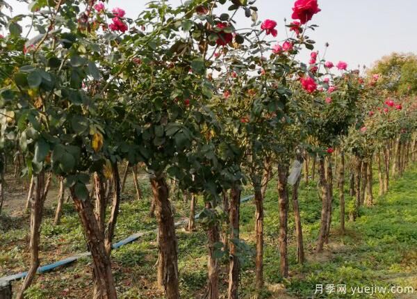 樹狀月季用什么樹嫁接？樹狀月季的嫁接方法介紹(圖1)