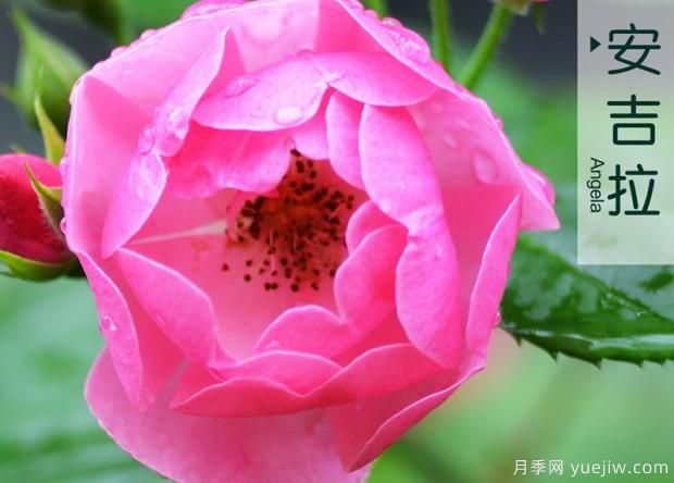 怎樣通過修剪培養(yǎng)月季花筍芽？(圖1)