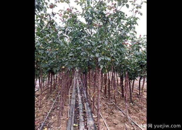 怎樣用淘米水澆月季花？(圖1)