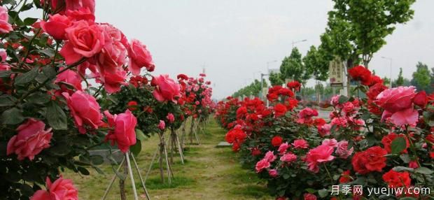 月季的扦插方法？月季怎么養(yǎng)可以開花更久？(圖1)